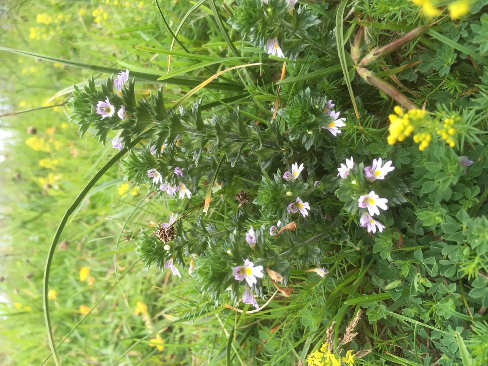 Eyebright plants with small white and lilac flowers with yellow centres, growing among grasses