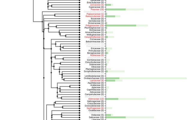 Phylogeny of plant families with horizontal bars showing counts of cross-ploidy and same-ploidy hybrids